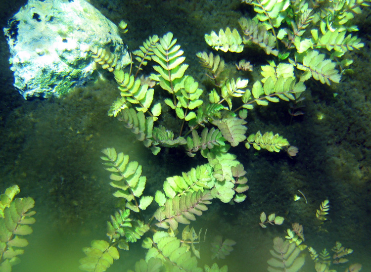 Immersione a Capo D''Acqua (AQ)